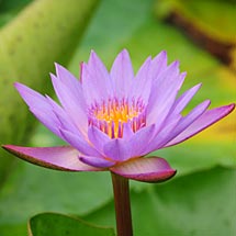 lotus-flower.jpg